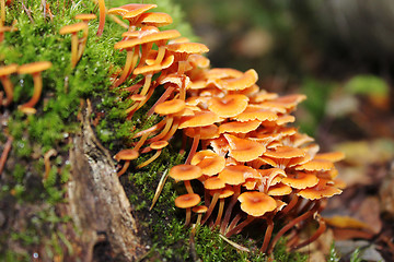 Image showing Poisonous mushrooms