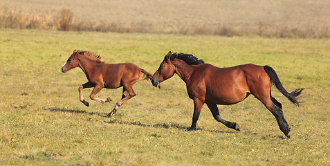 Image showing Horses running