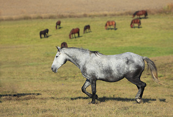 Image showing Herd of horses