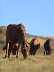 Image showing Horses grazing