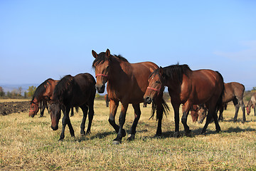 Image showing Herd of horses