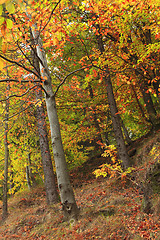 Image showing Forest in the autumn