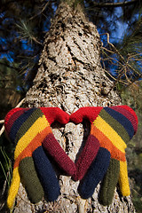 Image showing Autumn Hands on a Tree Trunk