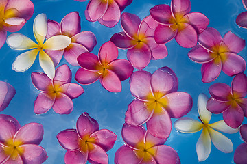 Image showing Floating Flowers