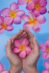 Image showing Hands and Frangipanis in a Spa Pool