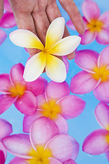 Image showing Hands and Frangipanis in a Spa Pool