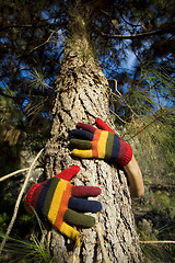 Image showing Autumn Hands on a Tree Trunk