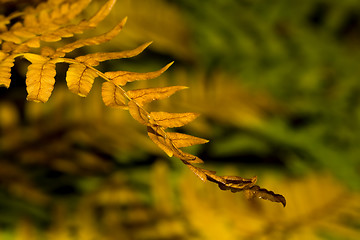 Image showing Firn in autumn