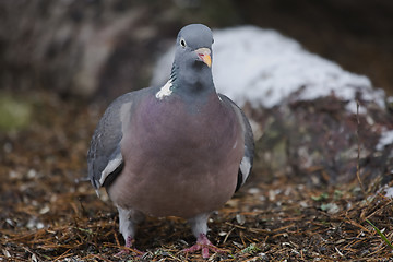 Image showing Wood pigeon