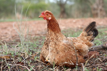 Image showing Under Her Wing