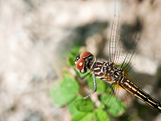 Image showing Dragonfly Macro
