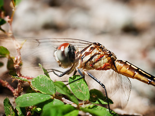 Image showing Dragonfly Macro