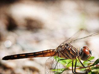 Image showing Dragonfly Macro