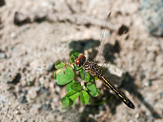 Image showing Dragonfly Macro