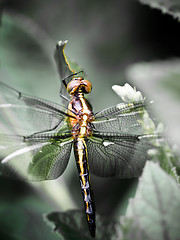 Image showing Dragonfly Macro