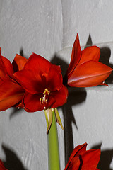 Image showing red amaryllis