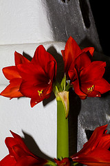 Image showing red amaryllis