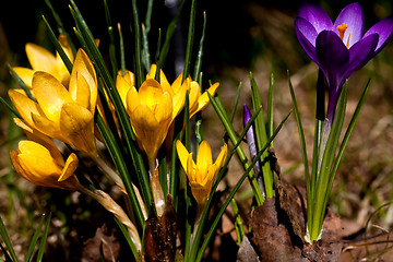 Image showing Crocus