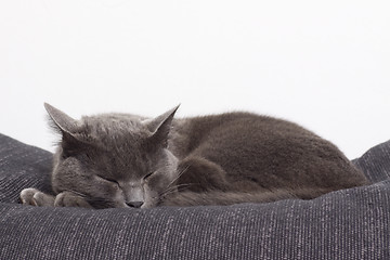 Image showing sleepy gray cat