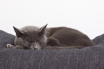 Image showing sleepy gray cat