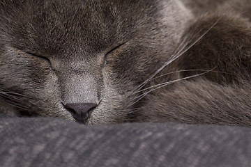 Image showing sleepy gray cat