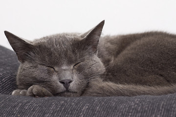 Image showing sleepy gray cat