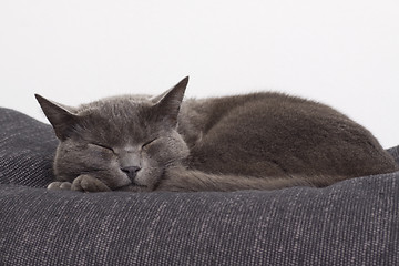 Image showing sleepy gray cat