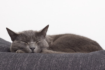 Image showing sleepy gray cat