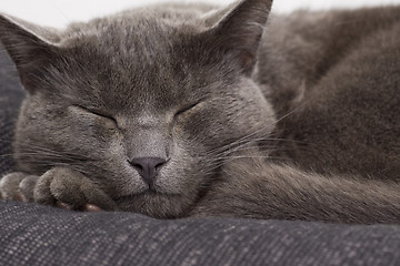 Image showing sleepy gray cat