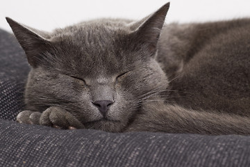 Image showing sleepy gray cat