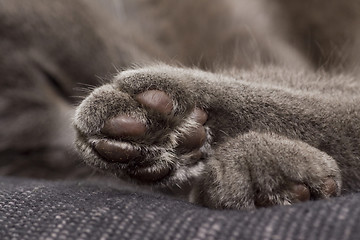 Image showing cute gray paw