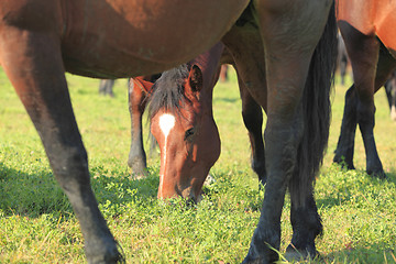 Image showing Horses grazing