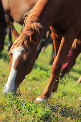 Image showing Horse grazing