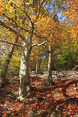 Image showing First snow in autumn