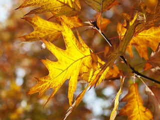Image showing Red oak leaves