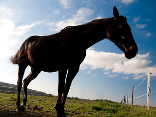 Image showing Black horse