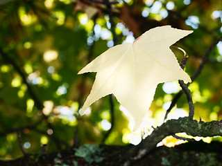 Image showing Autumn leaves