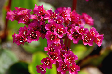 Image showing Bergenia Flowers