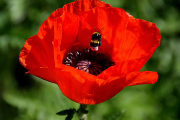 Image showing Bumblebee in Oriental Poppy