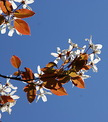 Image showing Cherry Blossoms Against Blue Sky