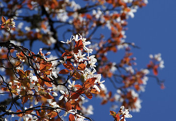 Image showing Spring Cherry Blossoms