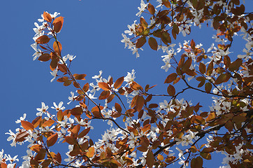 Image showing Cherry Blossoms Against Clear Sky