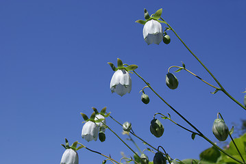 Image showing Bellflowers Codonopsis