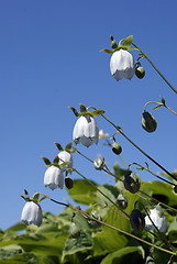 Image showing Flower Codonopsis alata