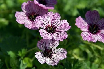 Image showing Geranium Flowers