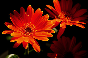 Image showing Red Gerbera Lit Up