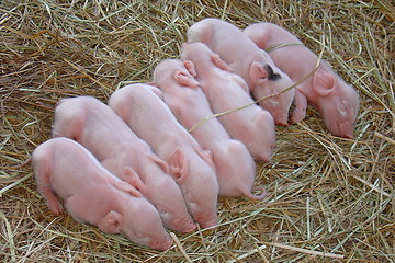 Image showing Little pigs