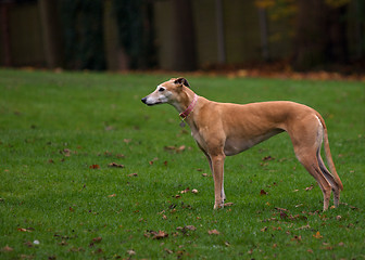 Image showing Greyhound