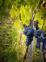 Image showing Grapes on The Vine