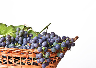 Image showing Grapes on The Vine